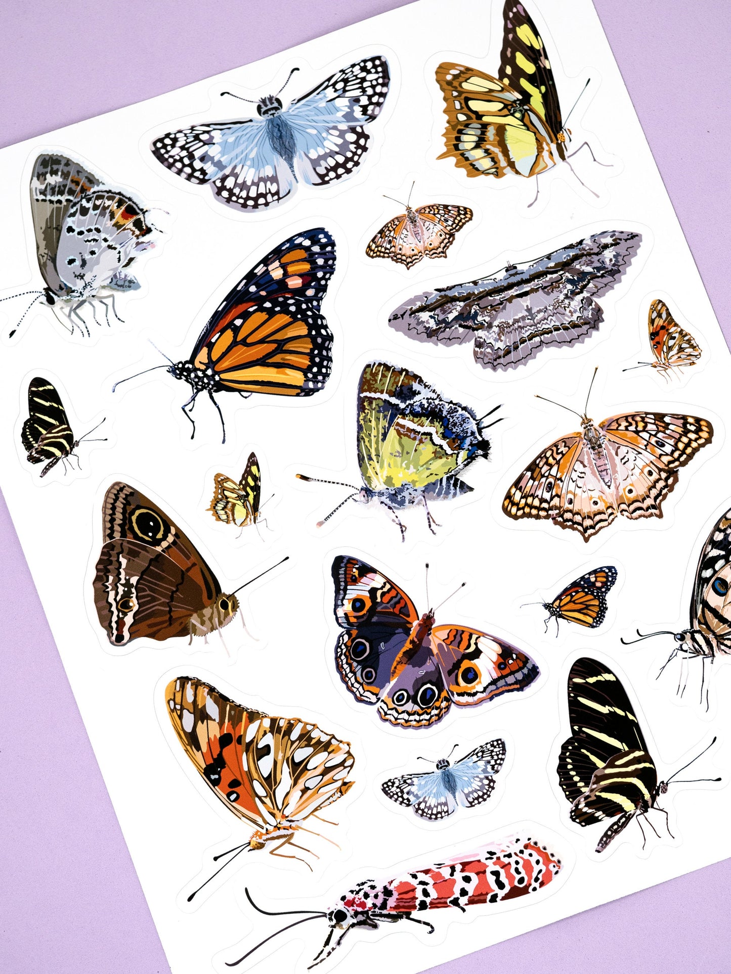 Butterflies of Puerto Rico Sticker Sheet