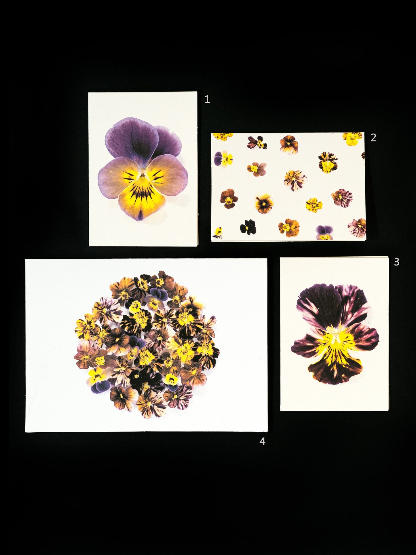Pansy Greeting Card & Note Card Collection