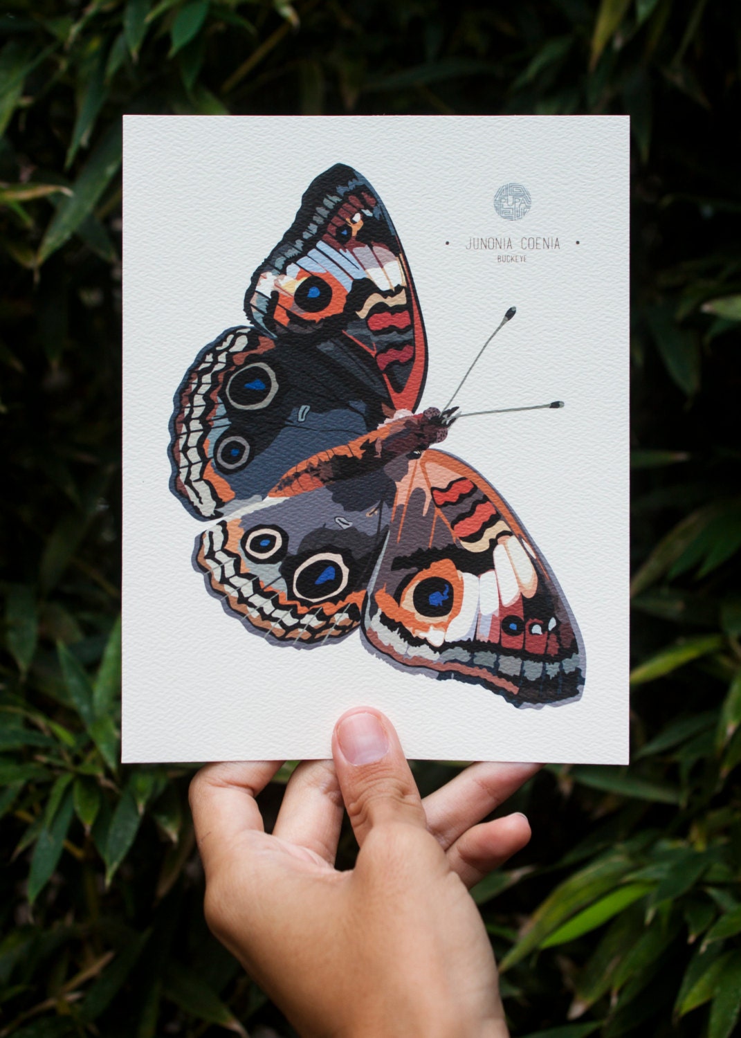 Buckeye Butterfly Art Print