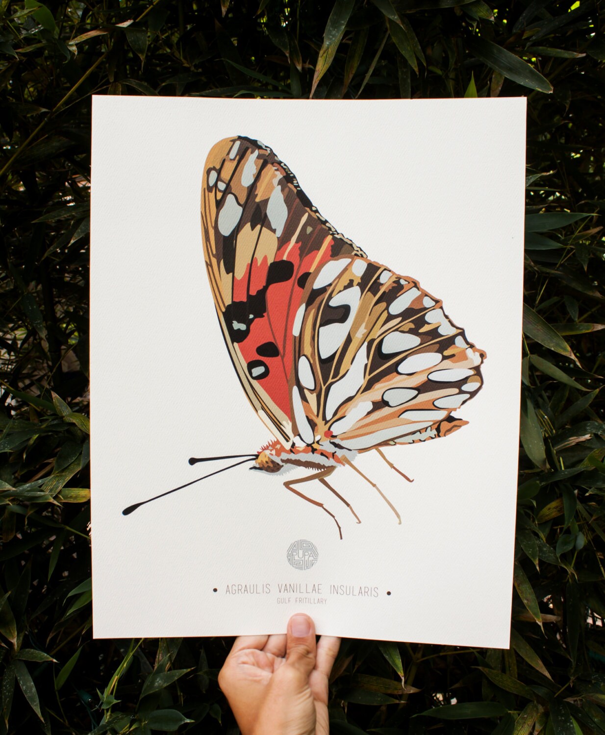 Gulf Fritillary Butterfly Art Print