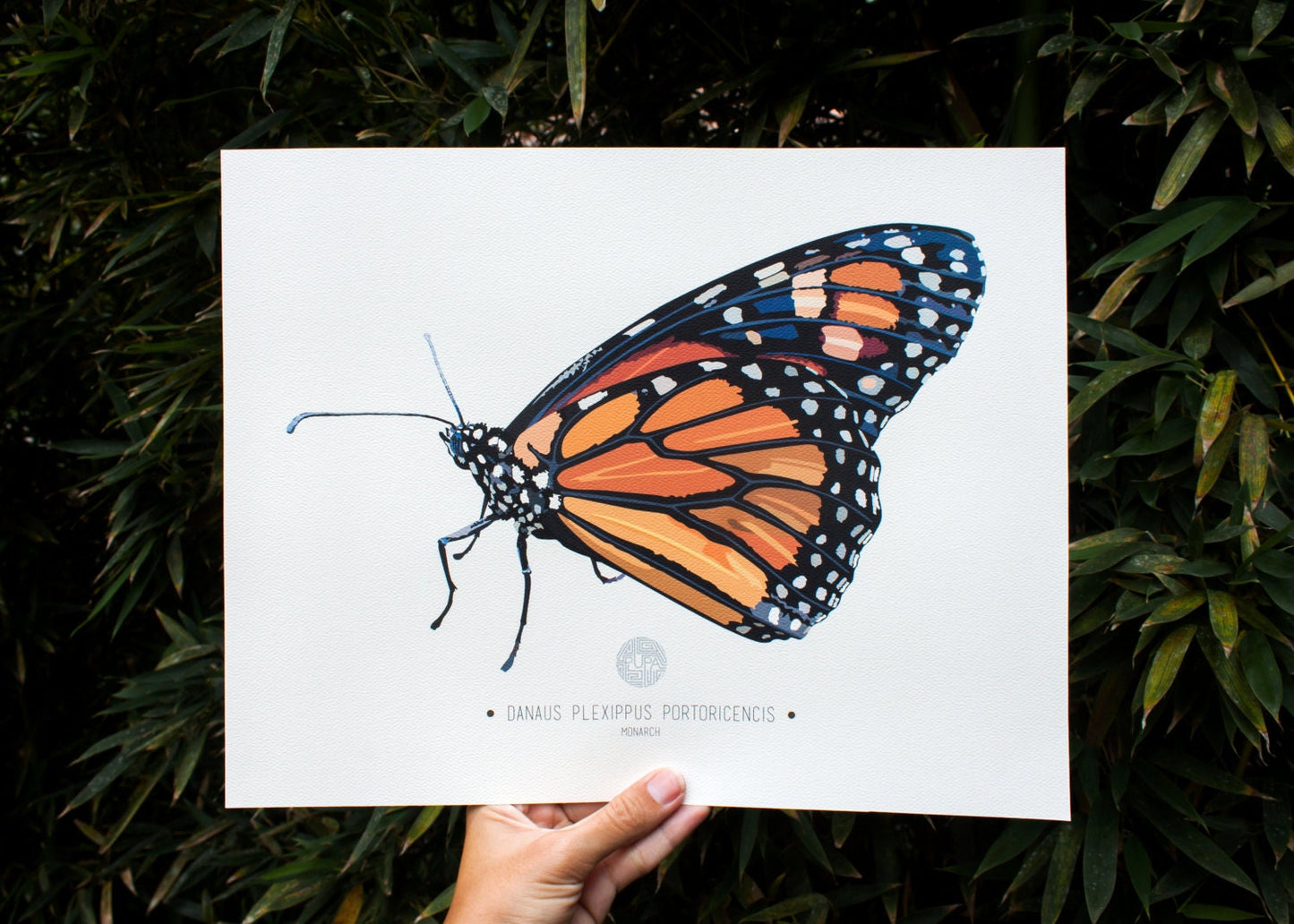 Monarch Butterfly Art Print