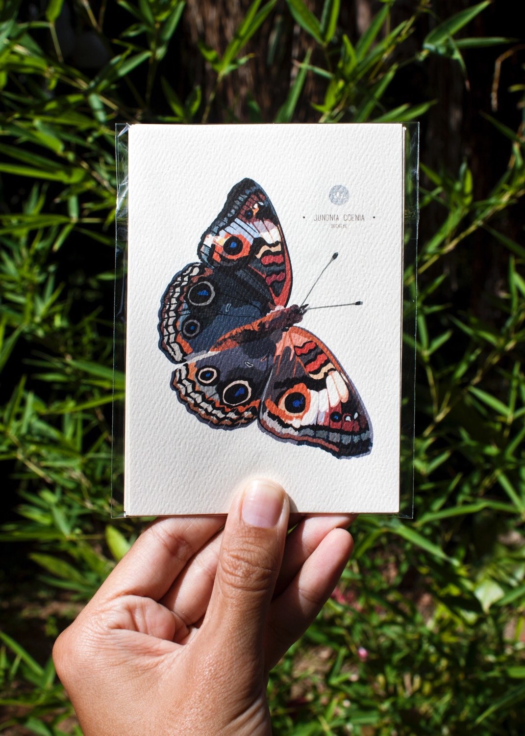 Entomology Art Prints - Set of five