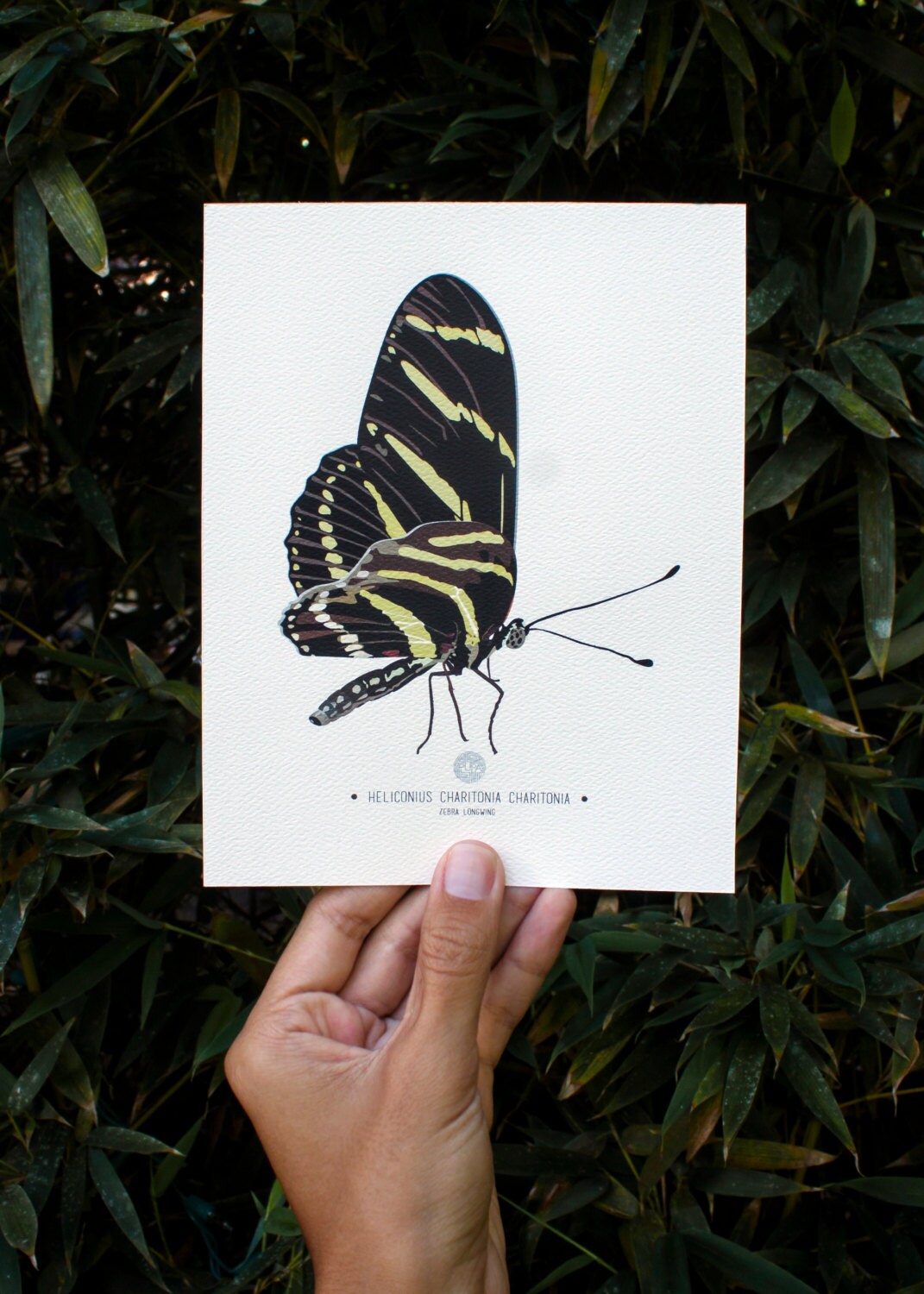 Zebra Longwing Butterfly Art Print