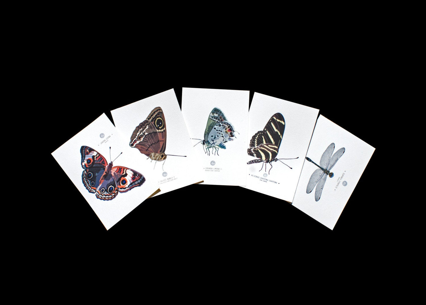 Entomology Art Prints - Set of five
