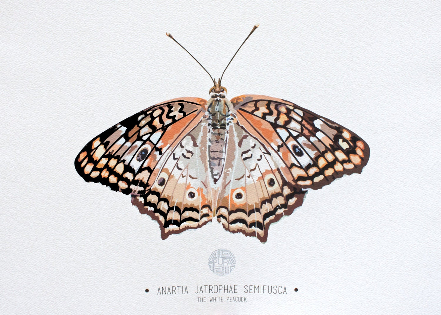 The White Peacock Butterfly Art Print