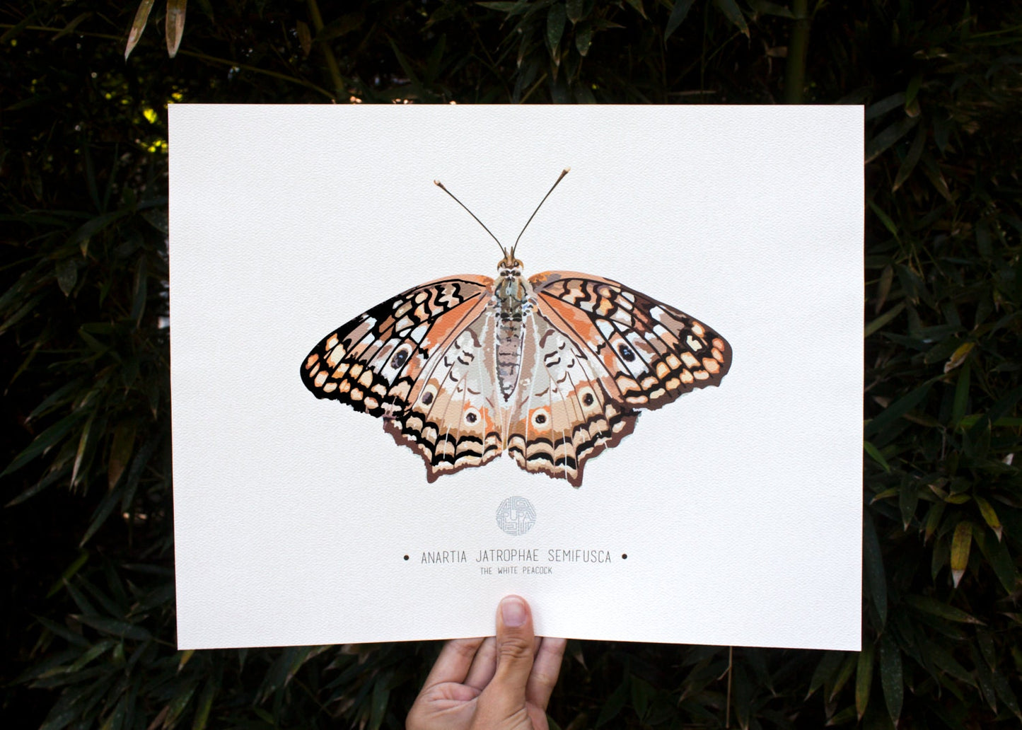 The White Peacock Butterfly Art Print