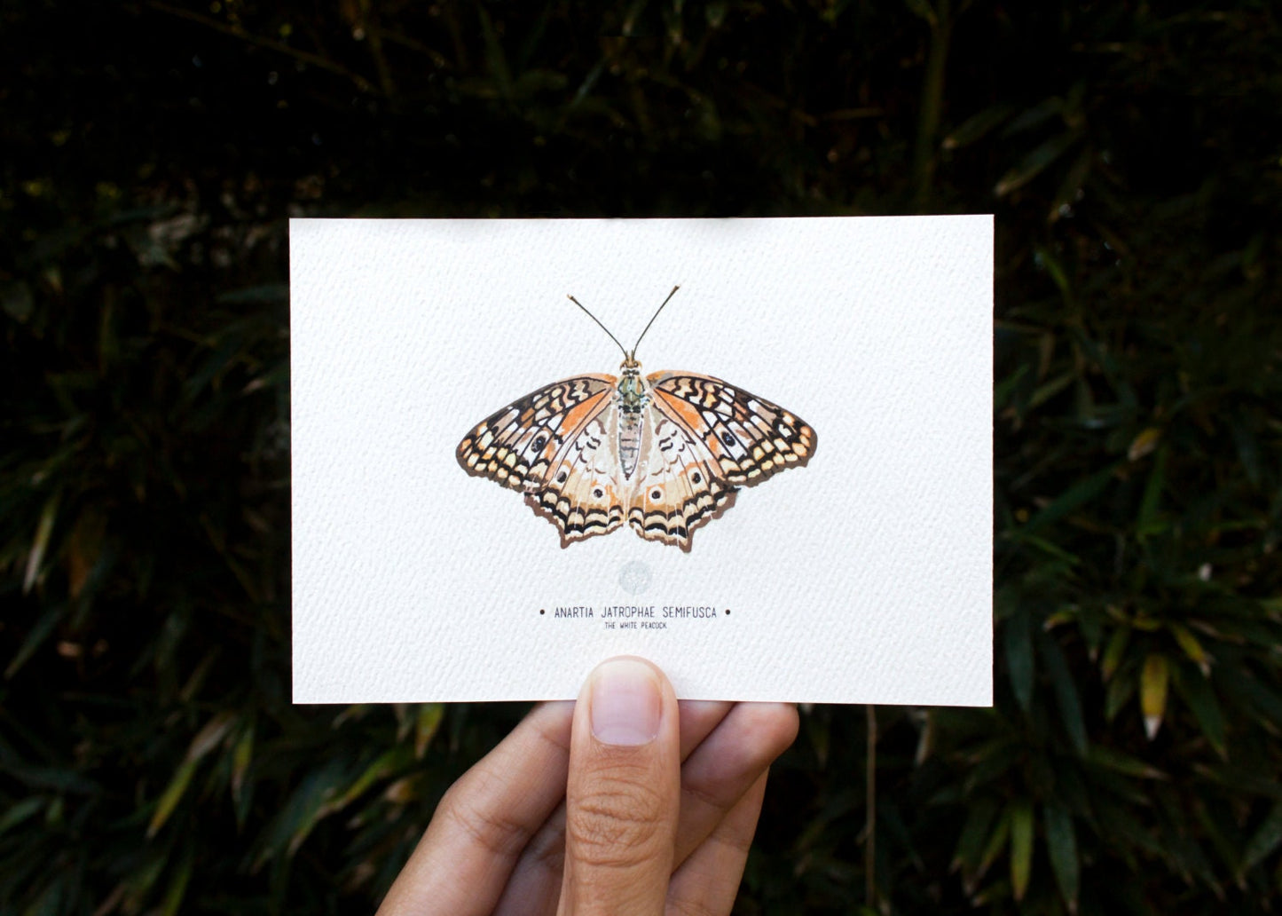 The White Peacock Butterfly Art Print