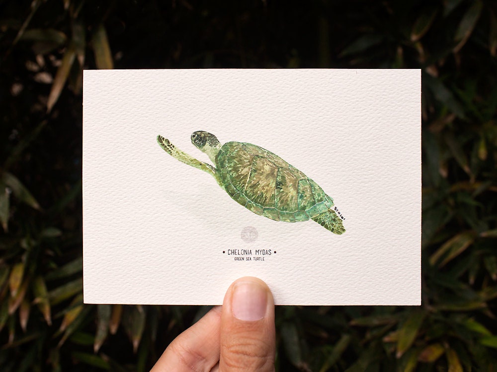 Green Sea Turtle Art Print
