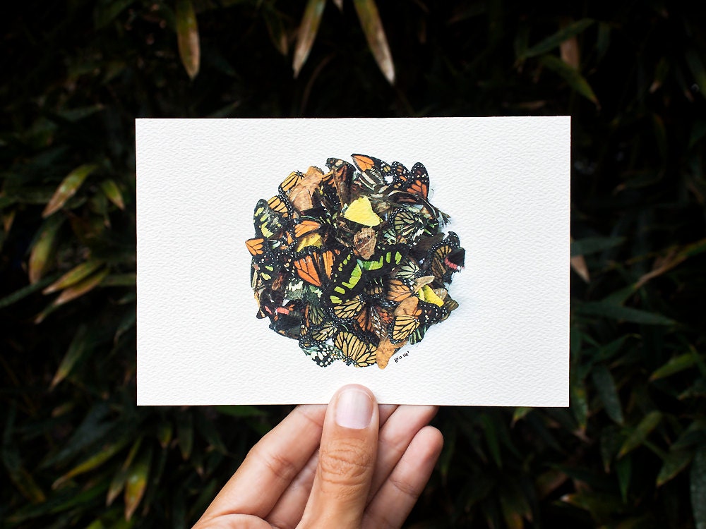 Butterflies from Puerto Rico Art Print