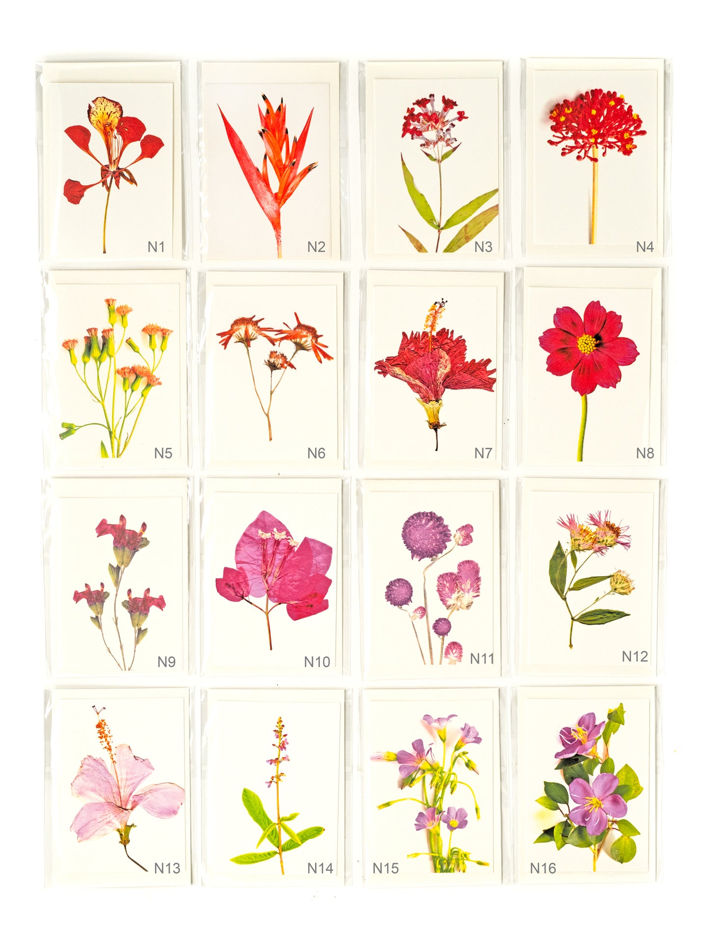 Botanical & Birds Note Card Collection