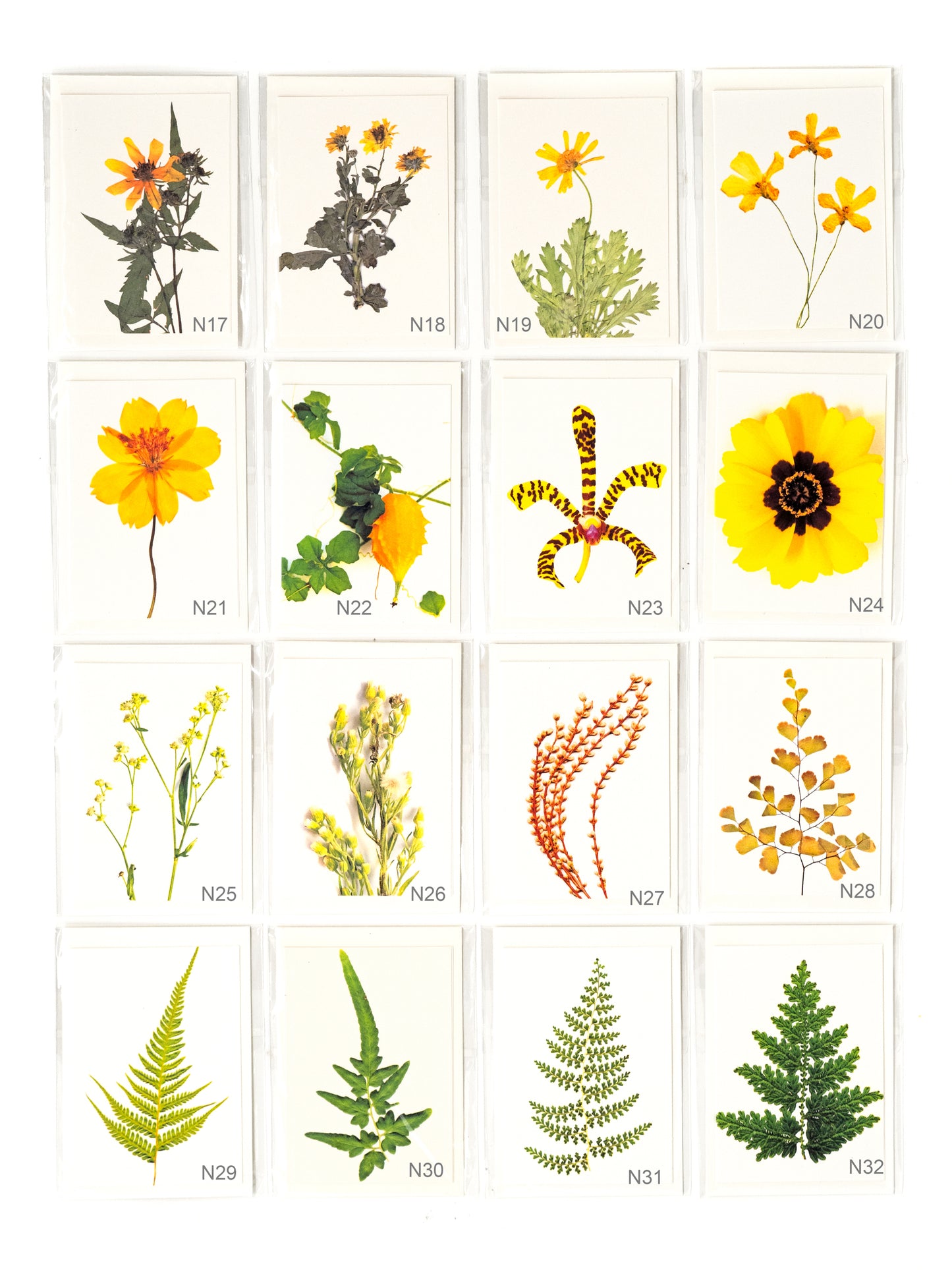 Botanical & Birds Note Card Collection