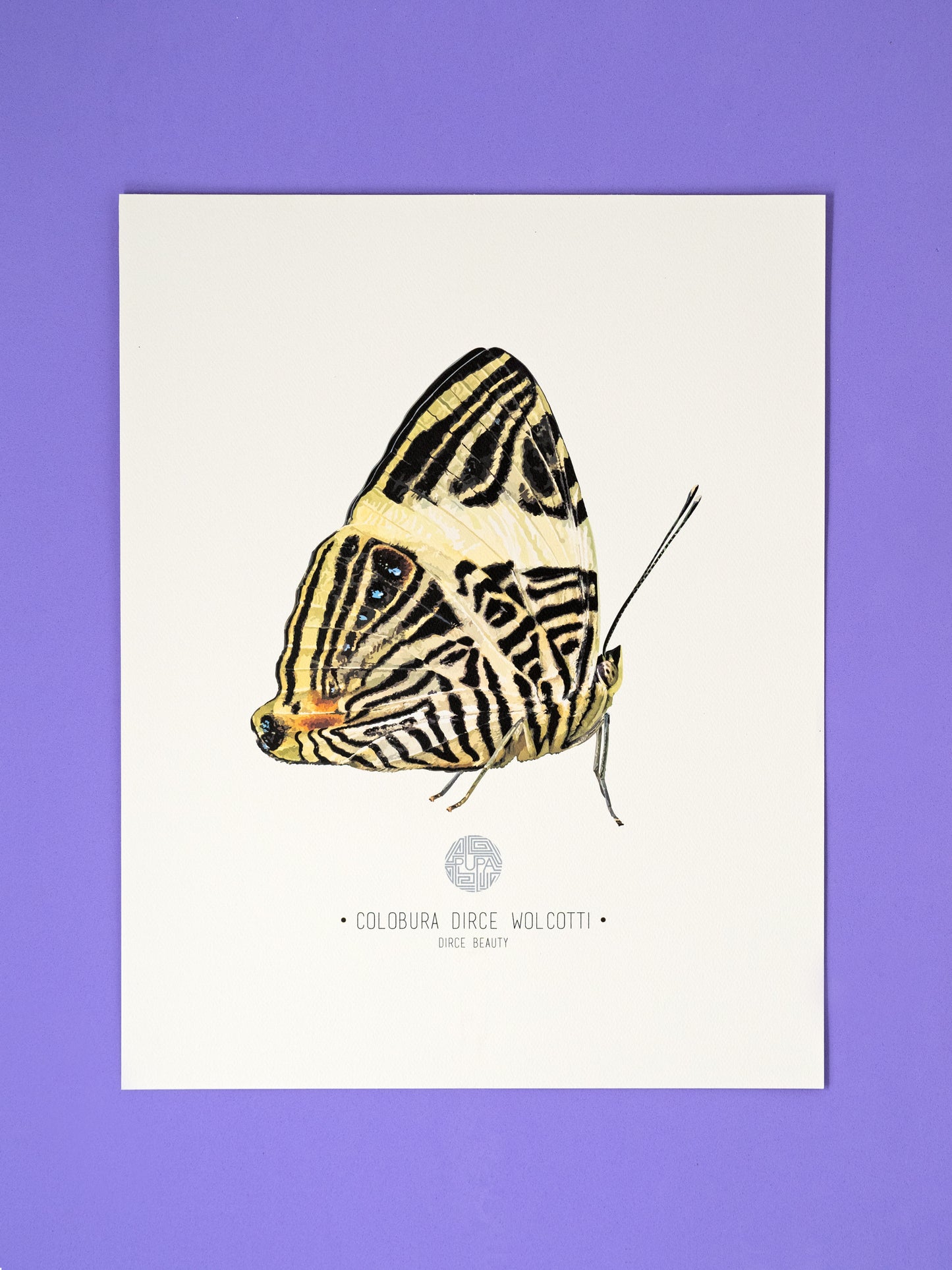 Dirce Beauty Butterfly Art Print