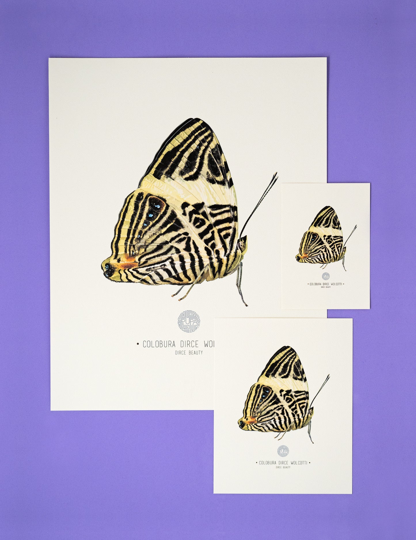 Dirce Beauty Butterfly Art Print