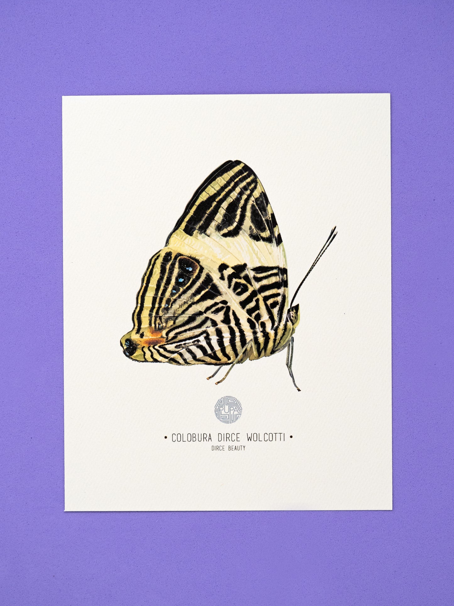 Dirce Beauty Butterfly Art Print