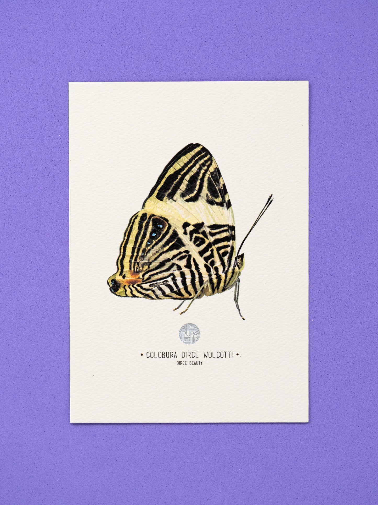 Dirce Beauty Butterfly Art Print