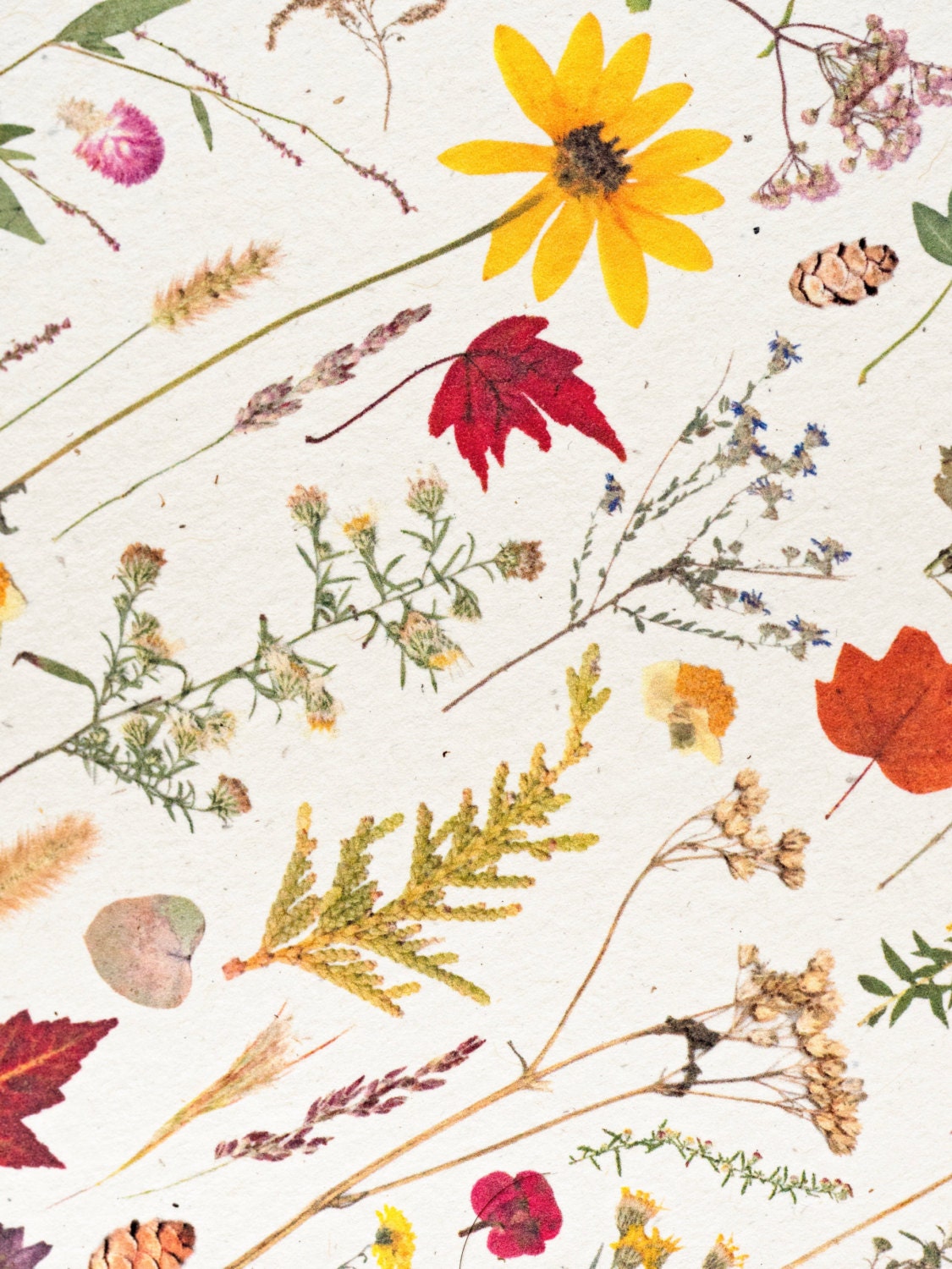 Flora of North Carolina Art Print