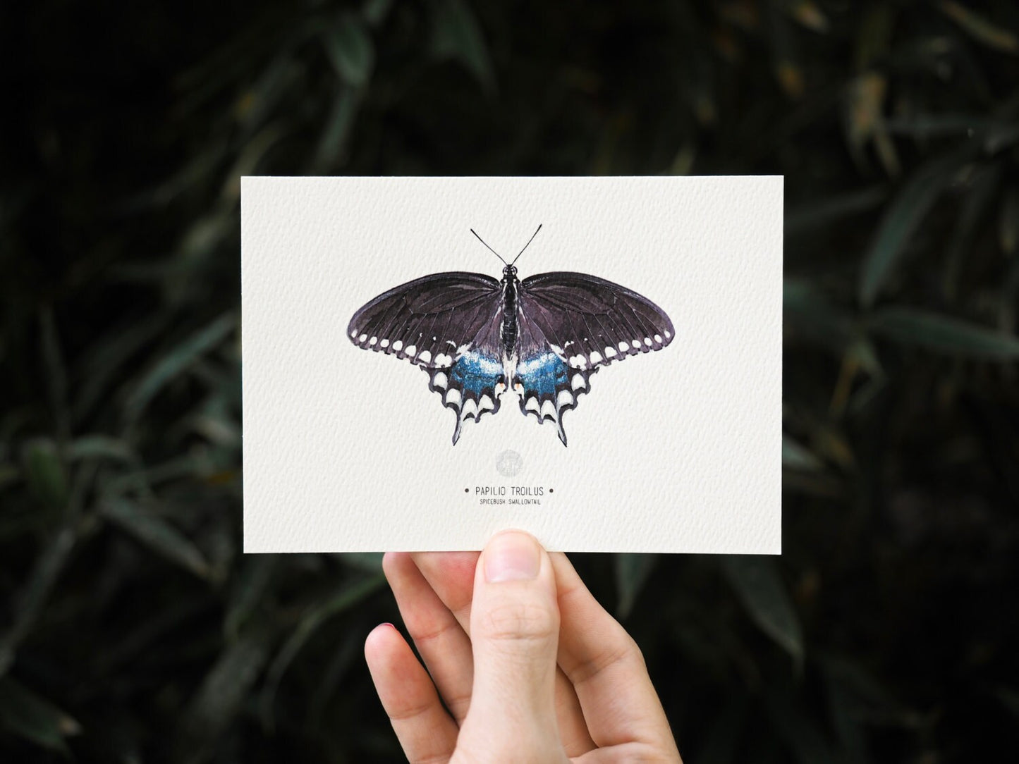 Spicebush Swallowtail Butterfly Art Print Illustration