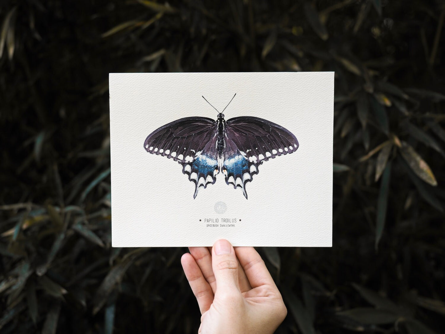 Spicebush Swallowtail Butterfly Art Print Illustration