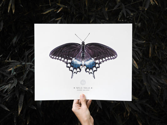 Spicebush Swallowtail Butterfly Art Print Illustration