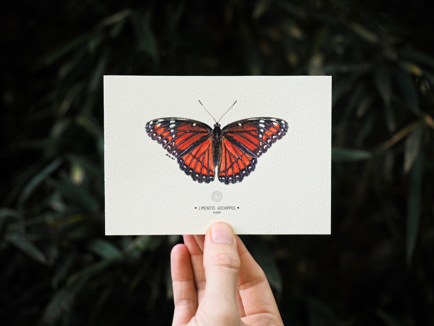 Viceroy Butterfly Art Print