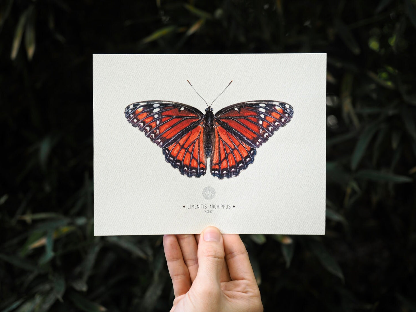 Viceroy Butterfly Art Print