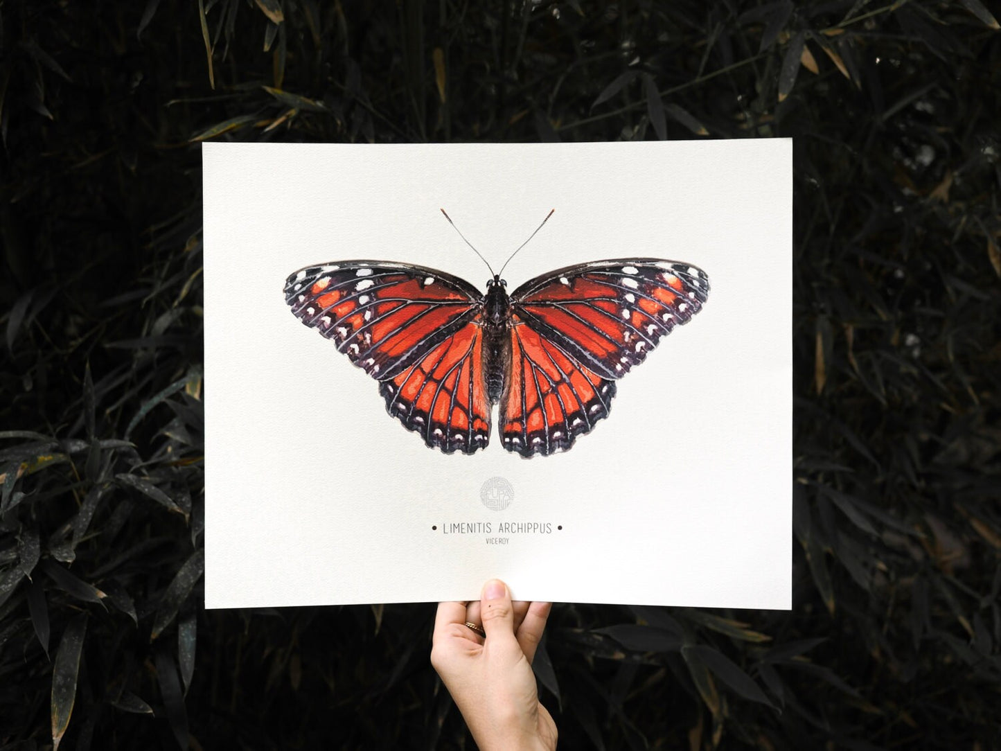 Viceroy Butterfly Art Print