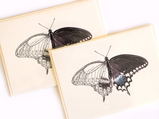 Spicebush Swallowtail Butterfly Greeting Card