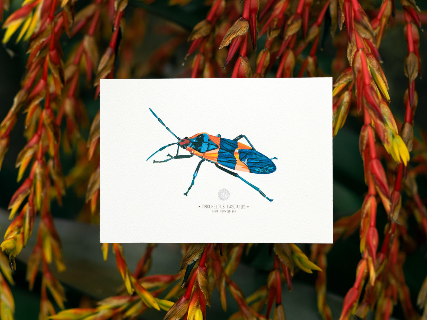 Large Milkweed Bug (Oncopeltus Fasciatus) Art Print