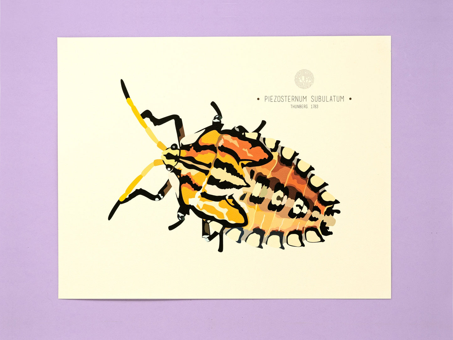 Stink Bug (Piezosternum Subulatum) Art Print