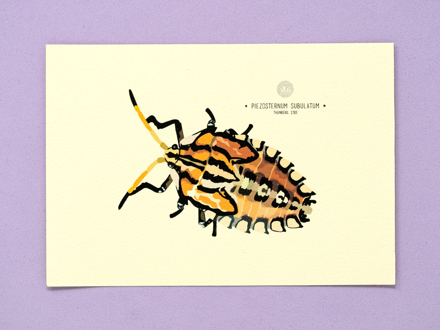 Stink Bug (Piezosternum Subulatum) Art Print