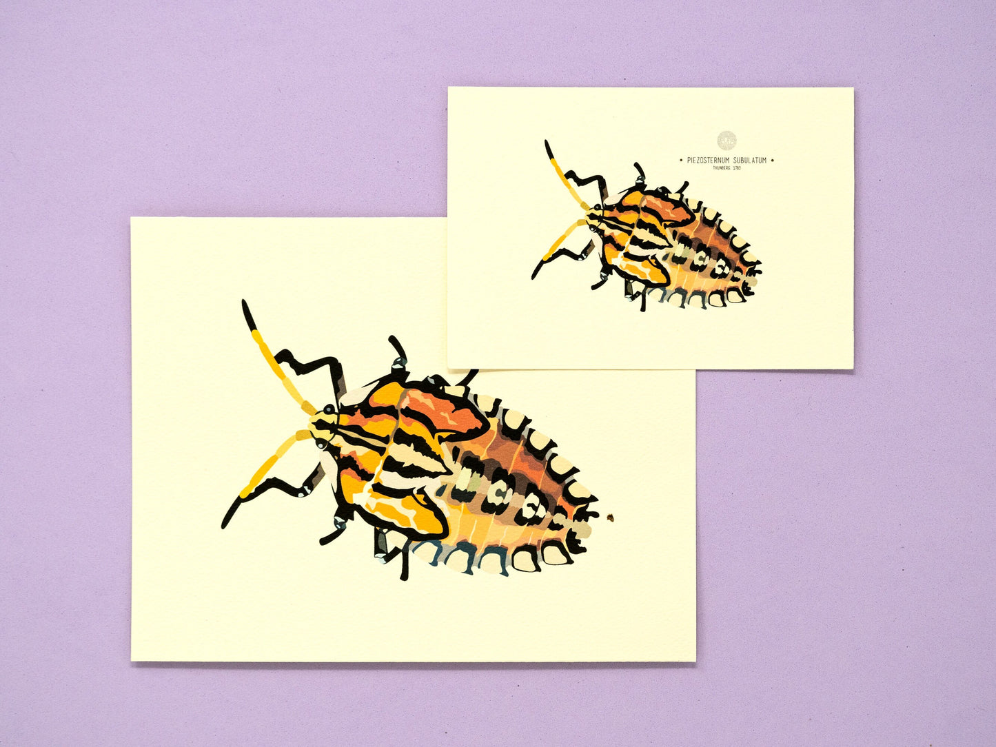 Stink Bug (Piezosternum Subulatum) Art Print