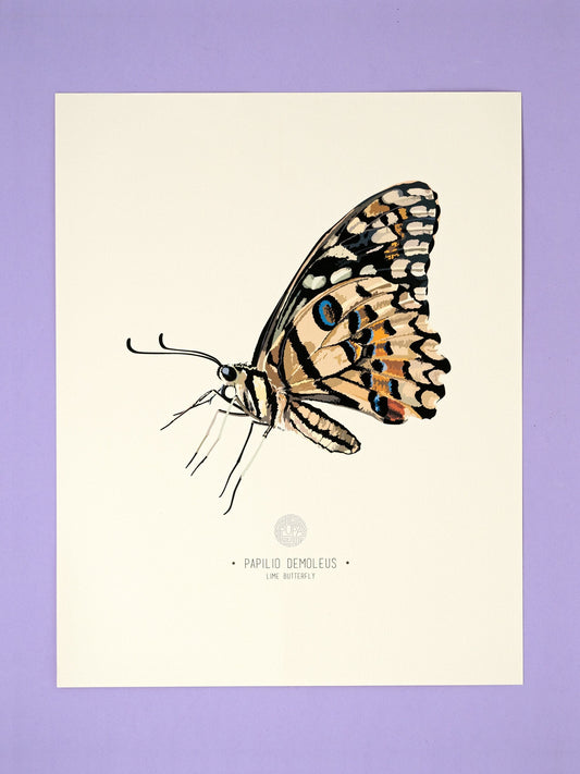 Papilio Demoleus Butterfly Art Print