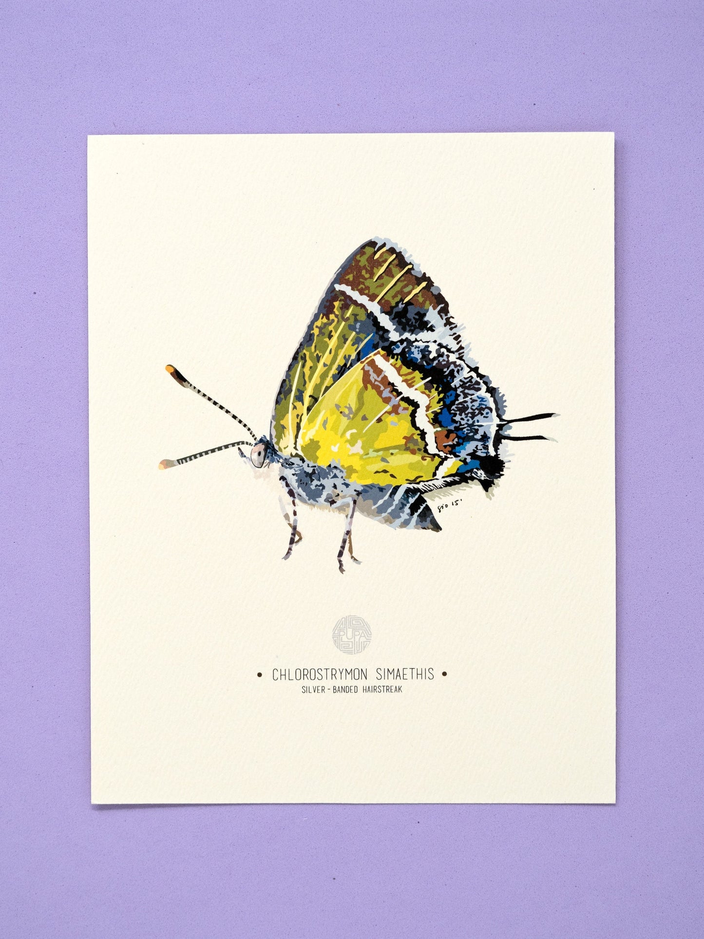 Silver-Banded Hairstreak Butterfly Art Print