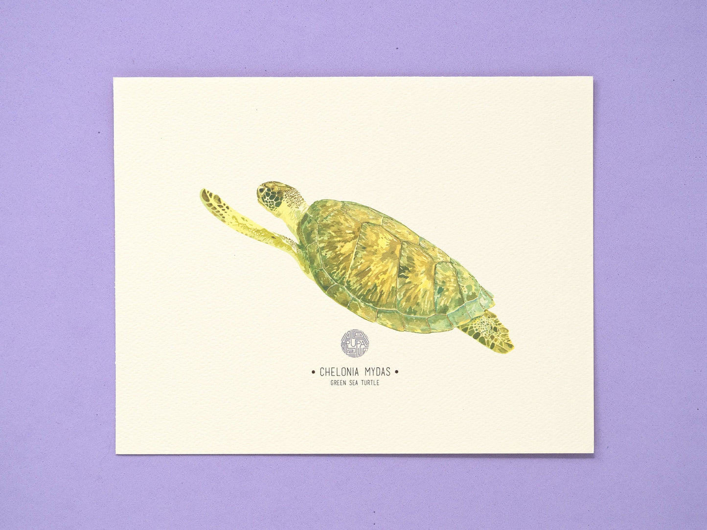 Green Sea Turtle Art Print