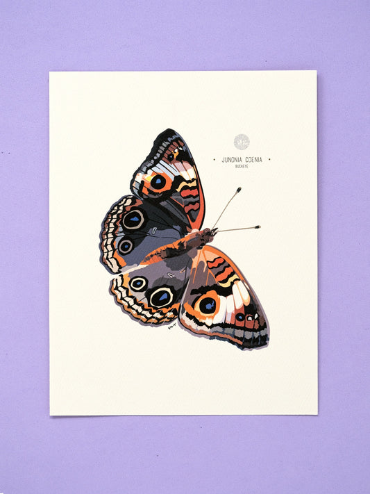 Buckeye Butterfly Art Print