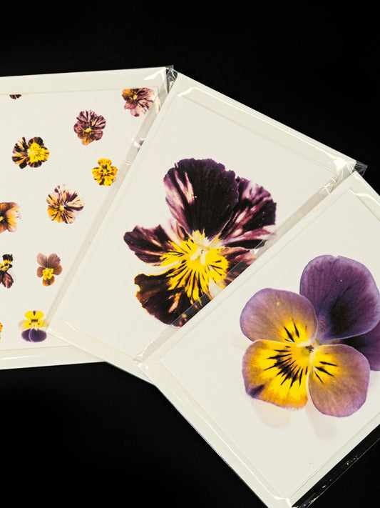 Pansy Greeting Card & Note Card Collection