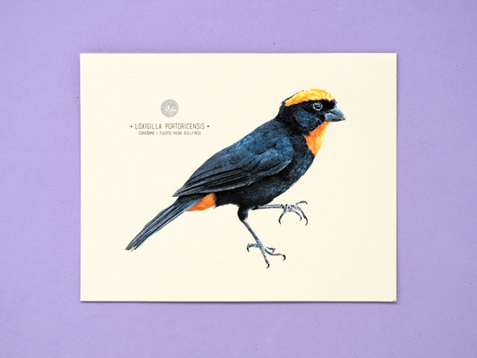 Puerto Rican Bullfinch Art Print