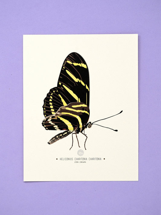 Zebra Longwing Butterfly Art Print