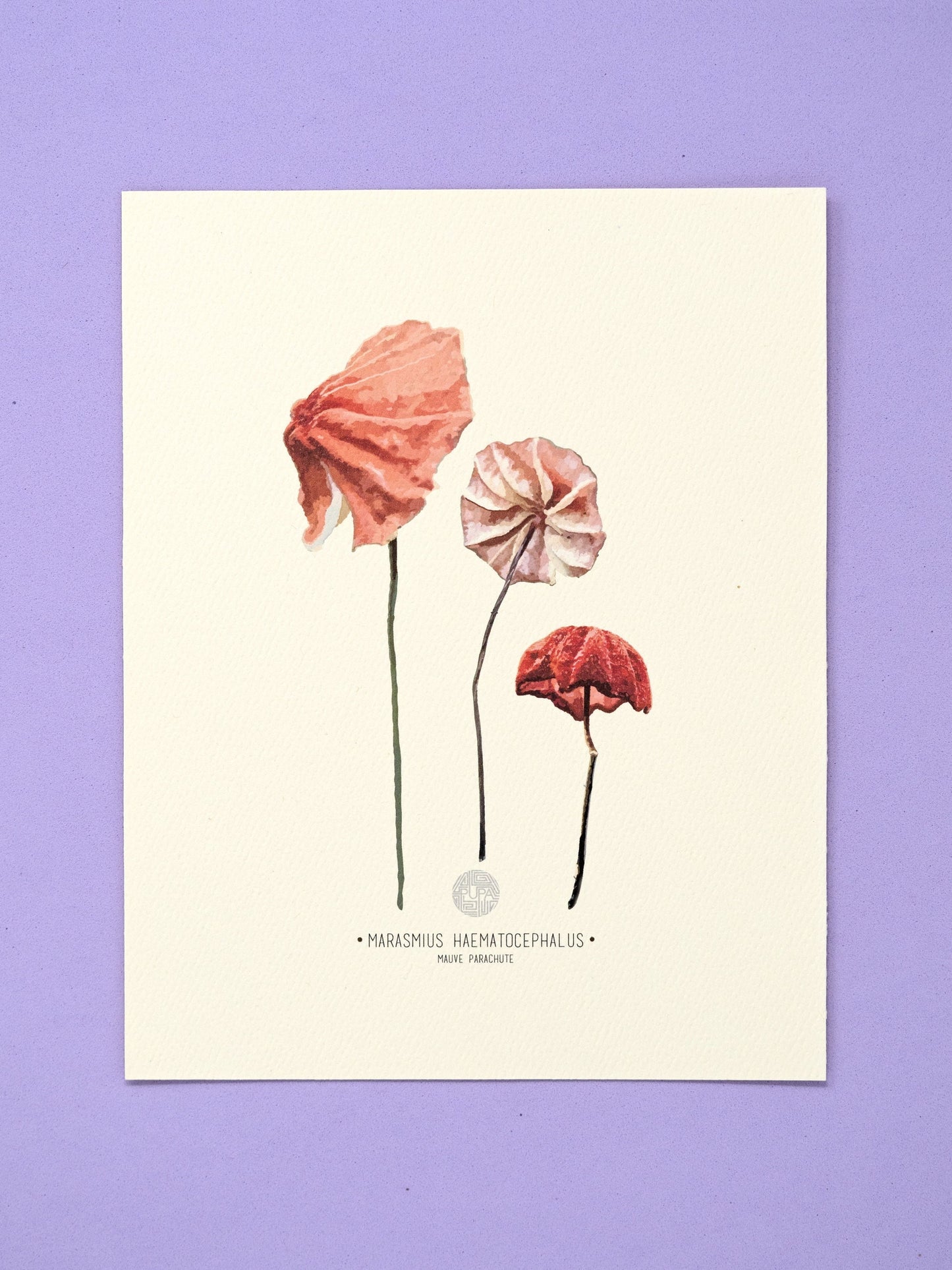 Marasmius Mushroom Art Print