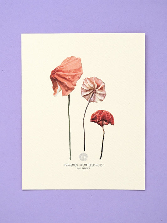 Marasmius Mushroom Art Print