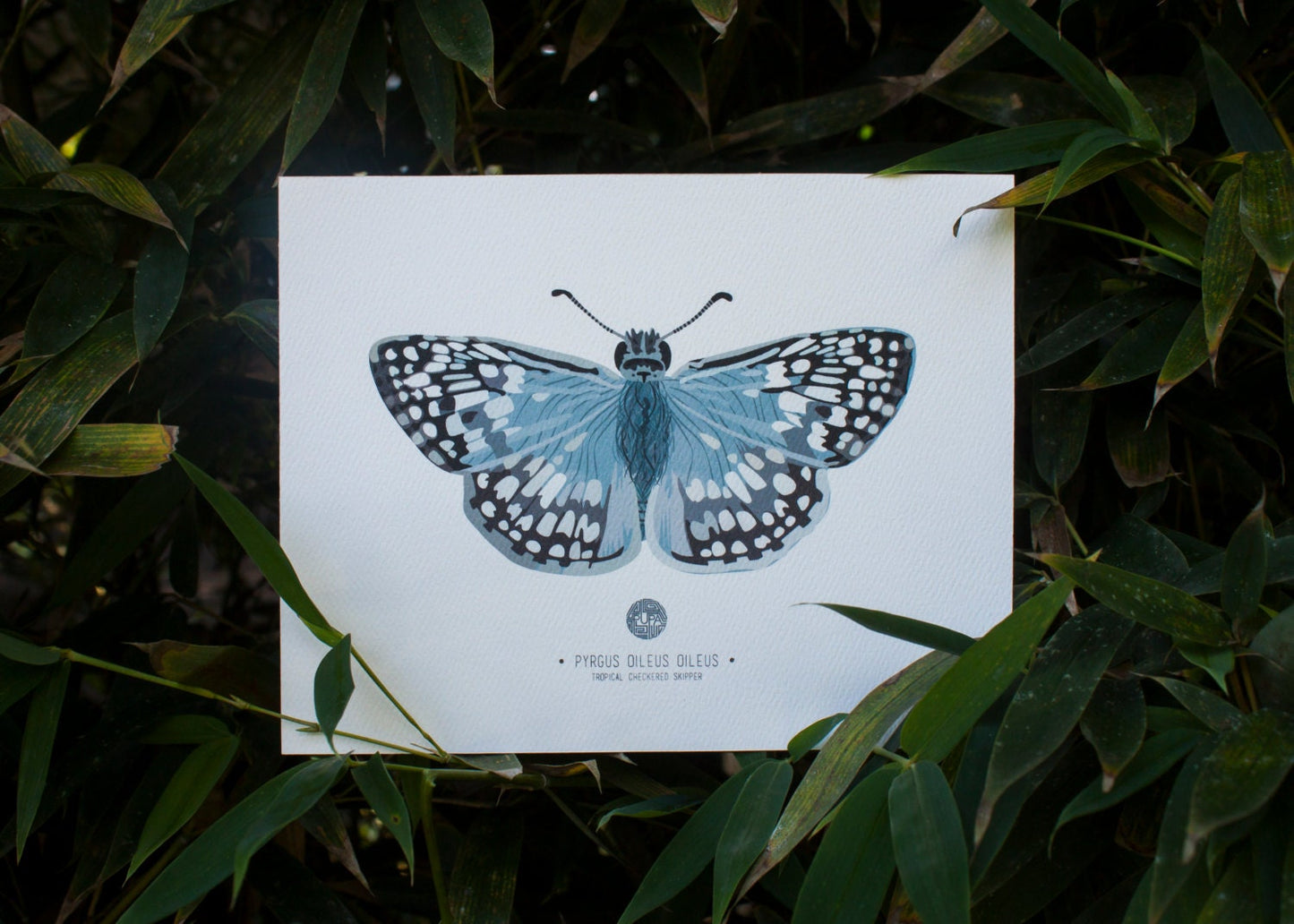 Tropical Checkered Skipper Art Print