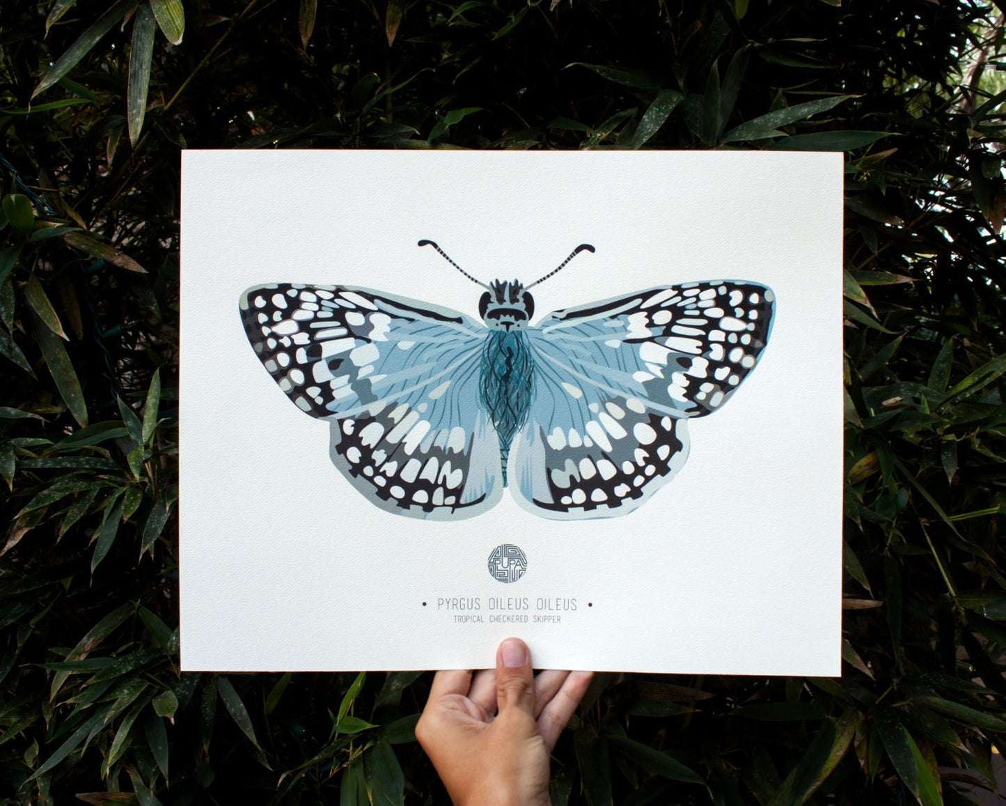 Tropical Checkered Skipper Art Print