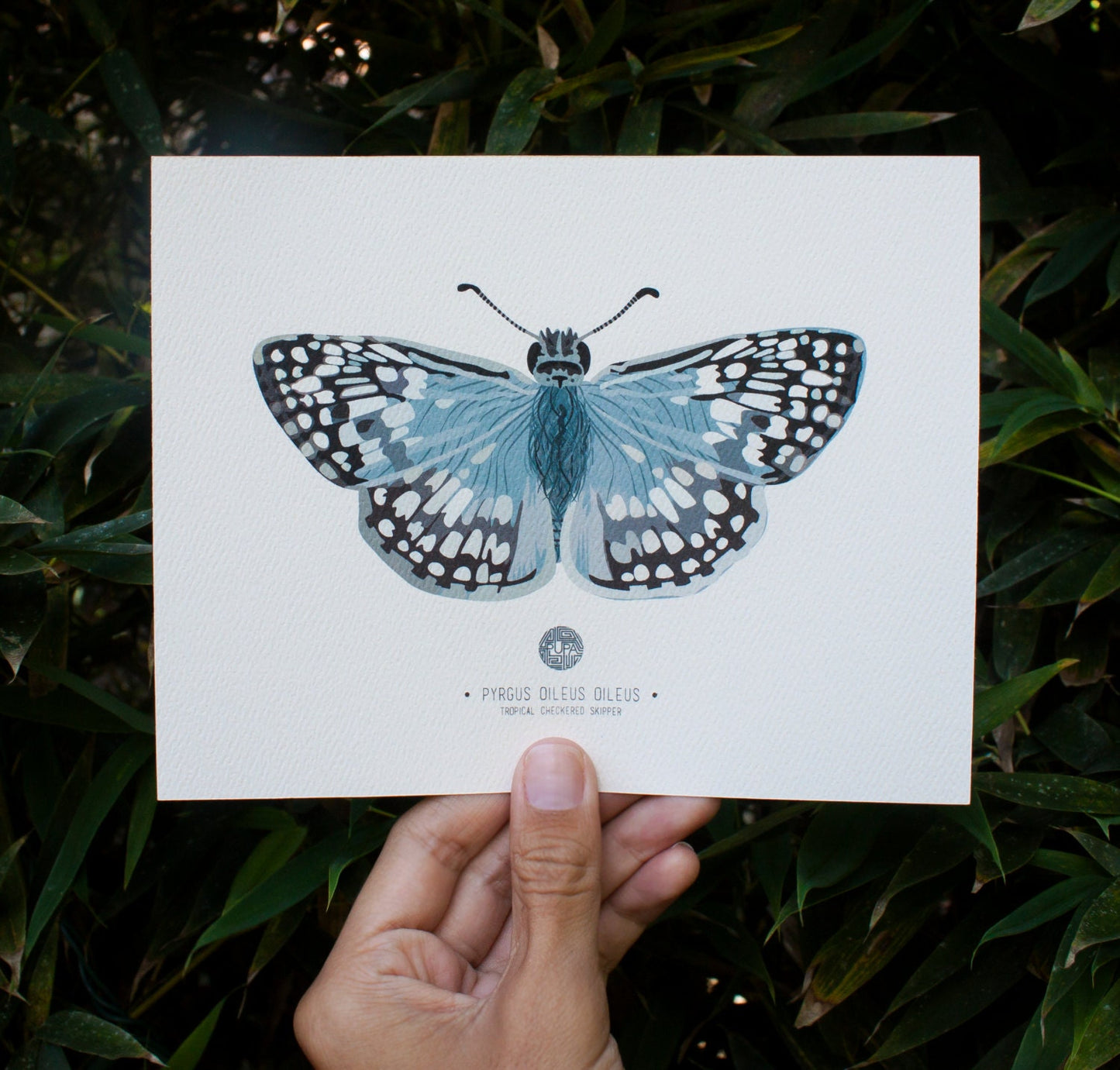 Tropical Checkered Skipper Art Print