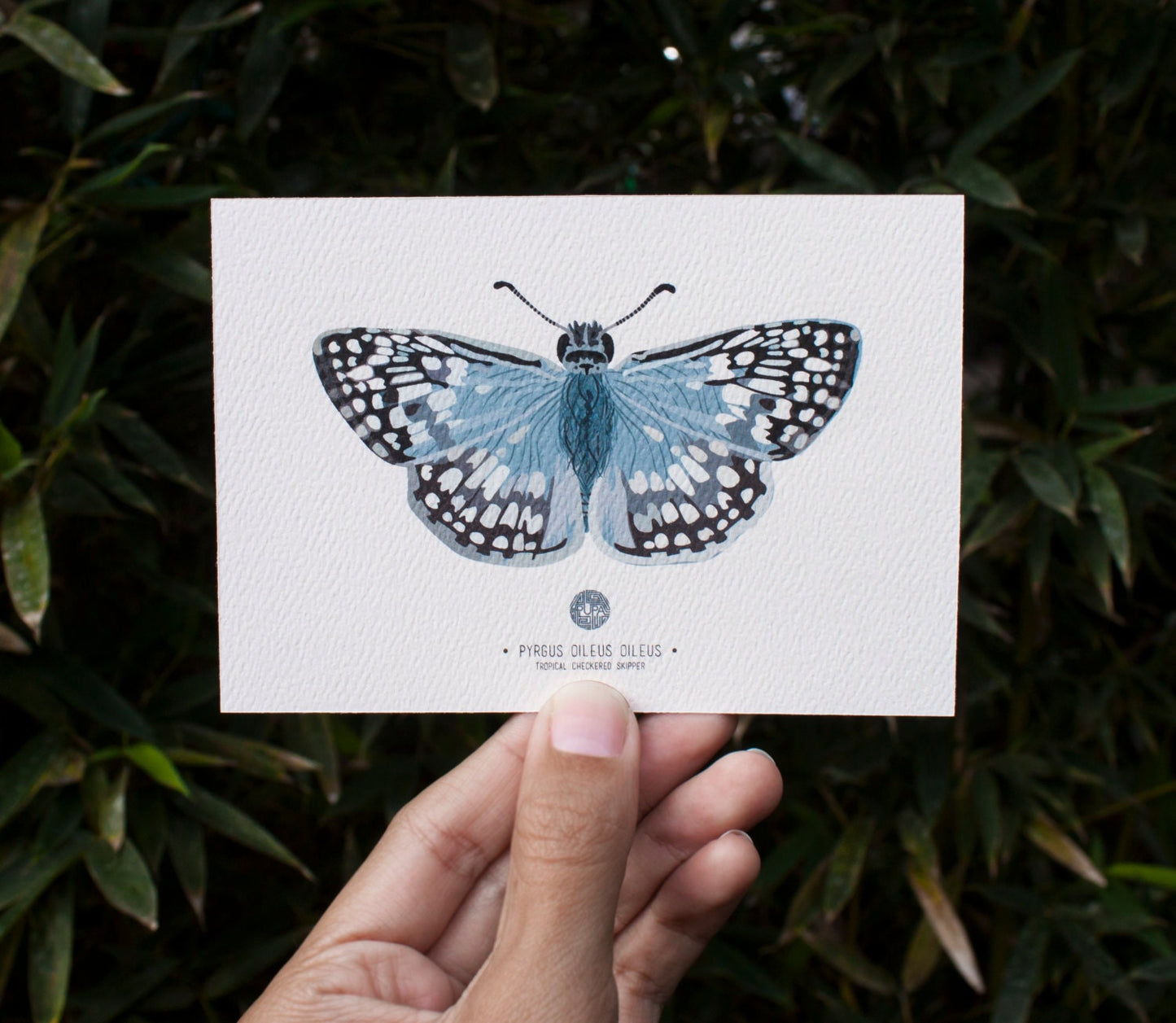 Tropical Checkered Skipper Art Print