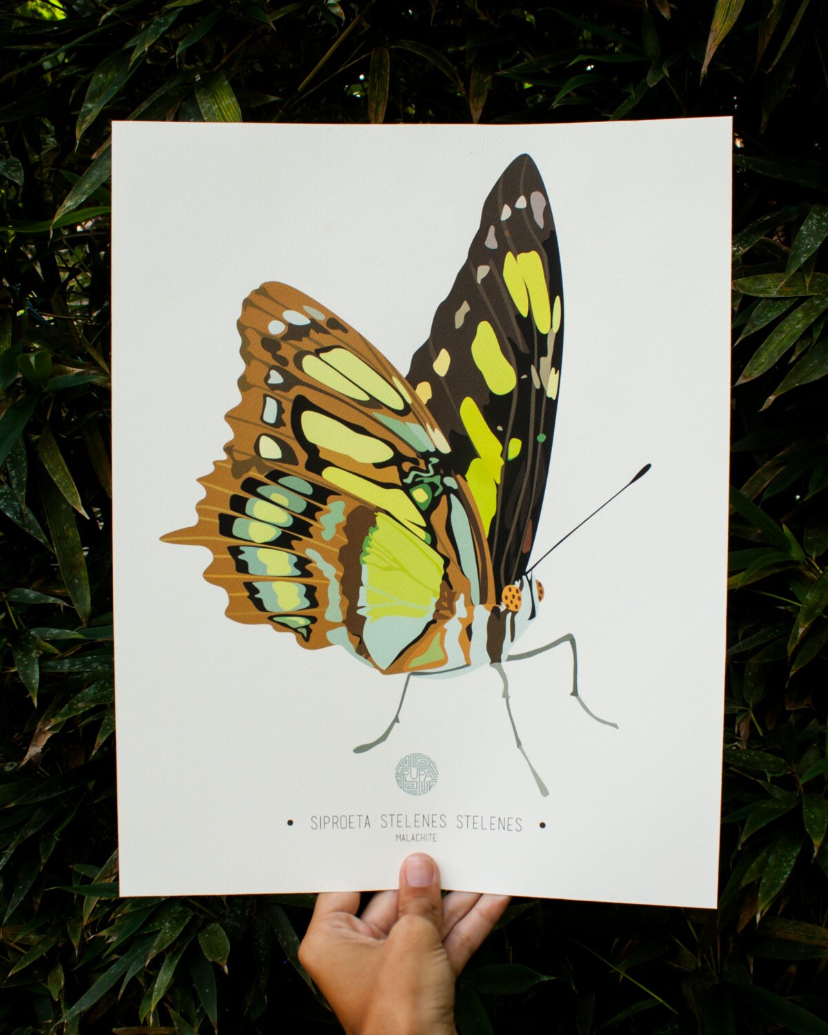 Malachite Butterfly Art Print