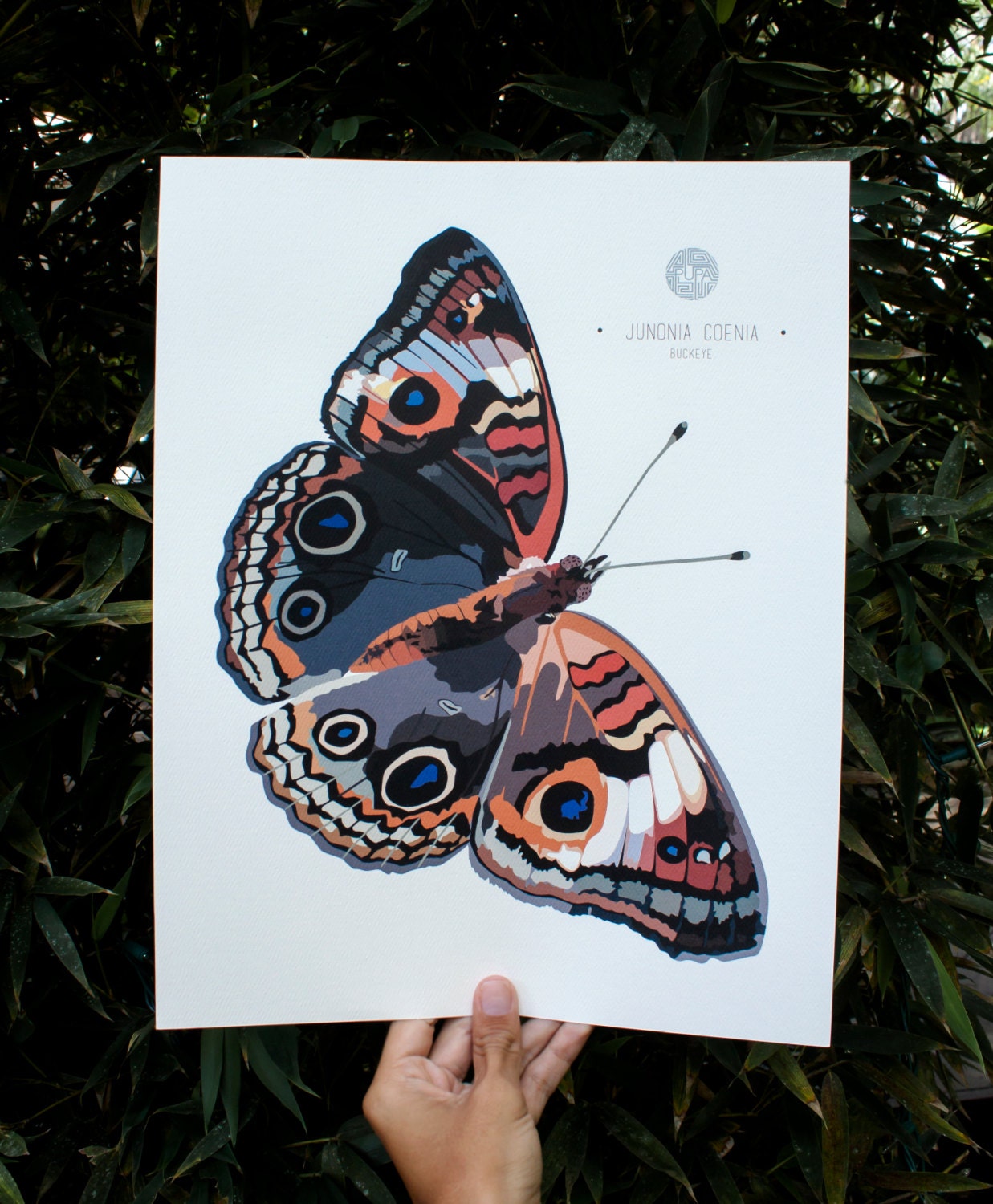 Buckeye Butterfly Art Print