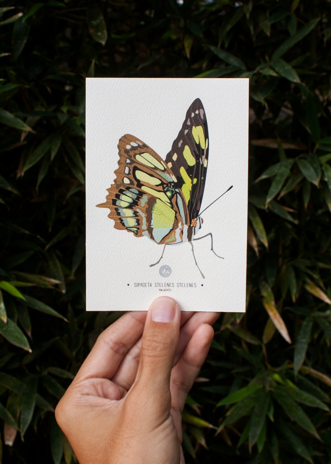 Malachite Butterfly Art Print