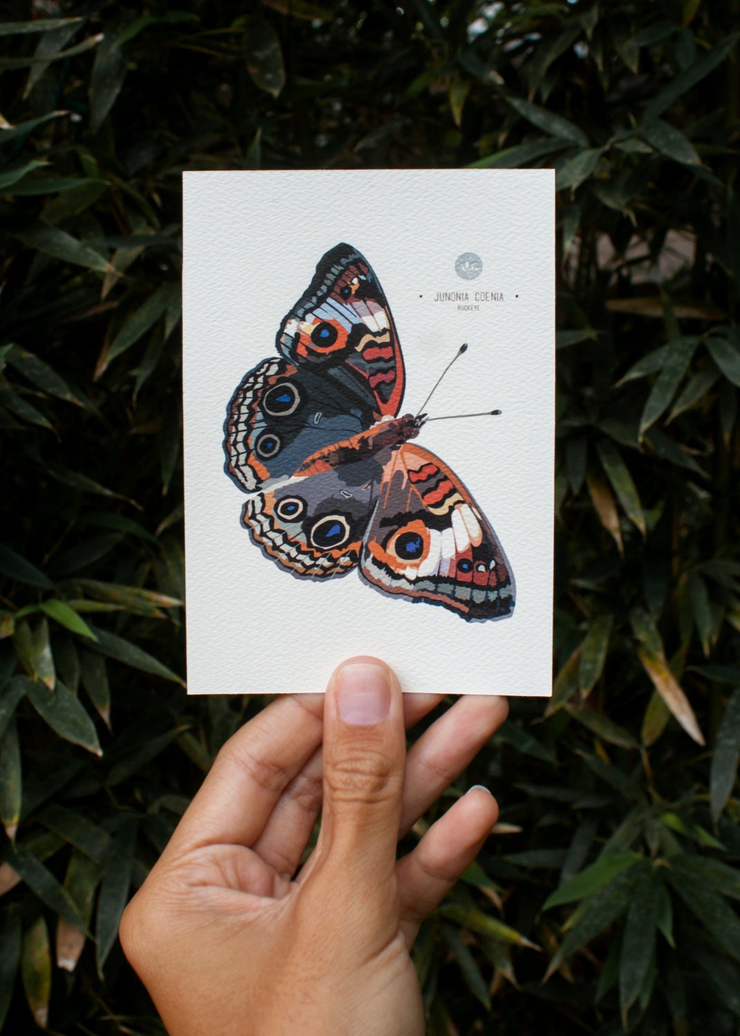 Buckeye Butterfly Art Print