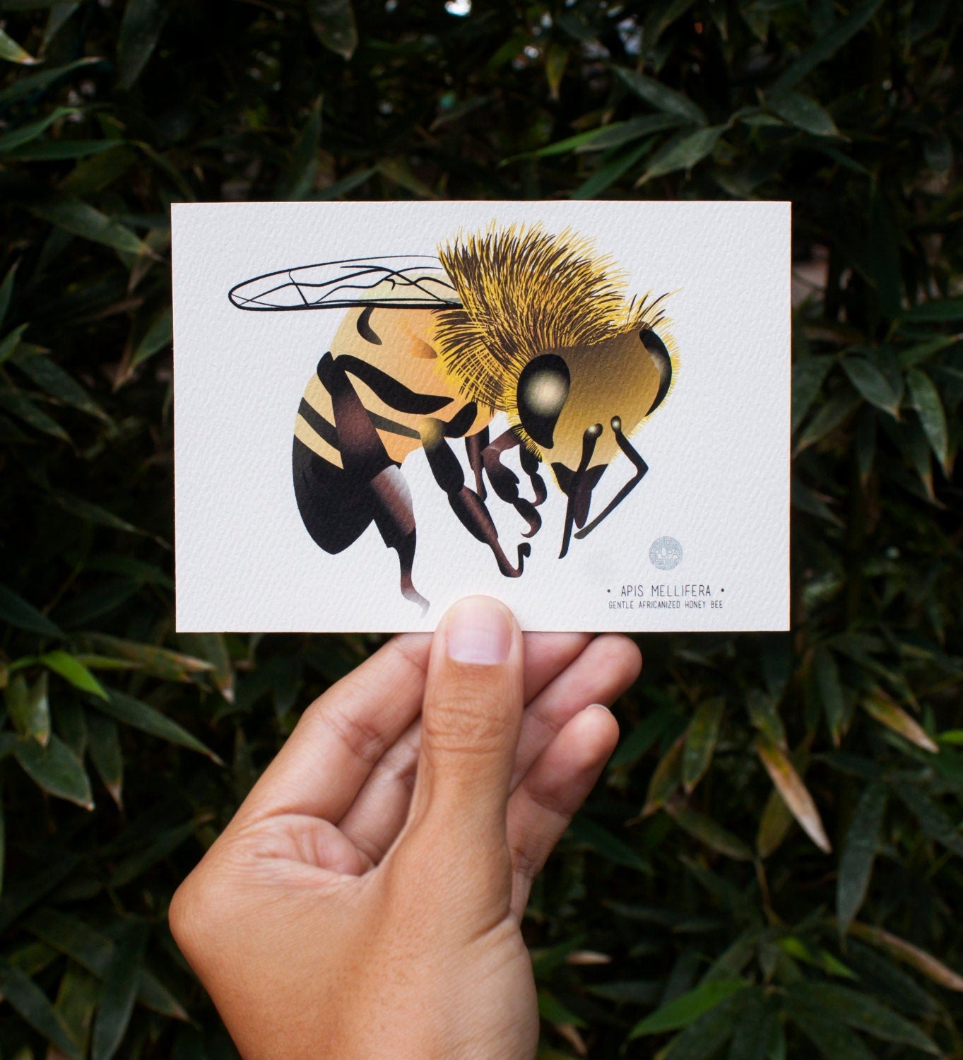 Honey Bee Art Print Illustration