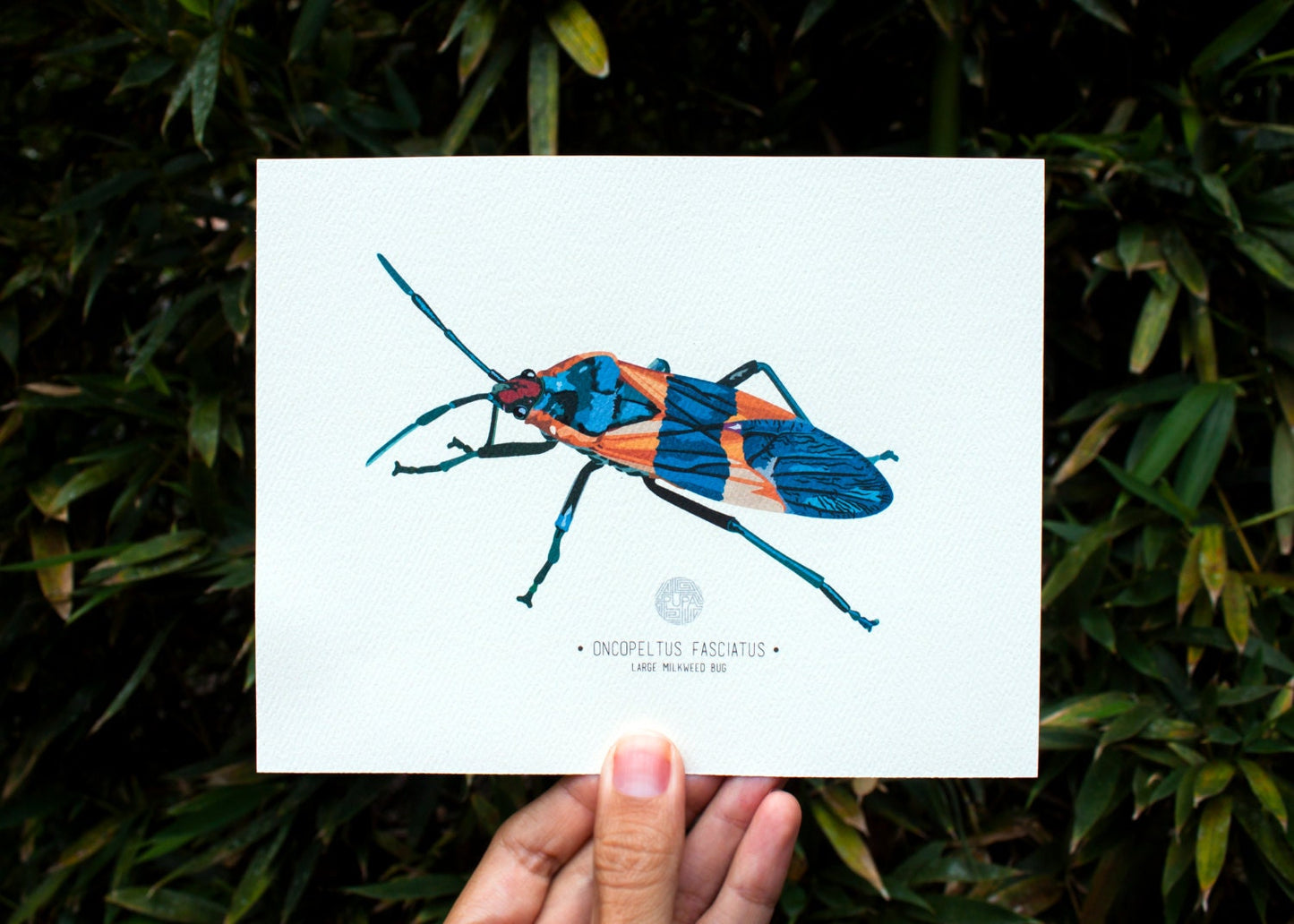 Large Milkweed Bug (Oncopeltus Fasciatus) Art Print